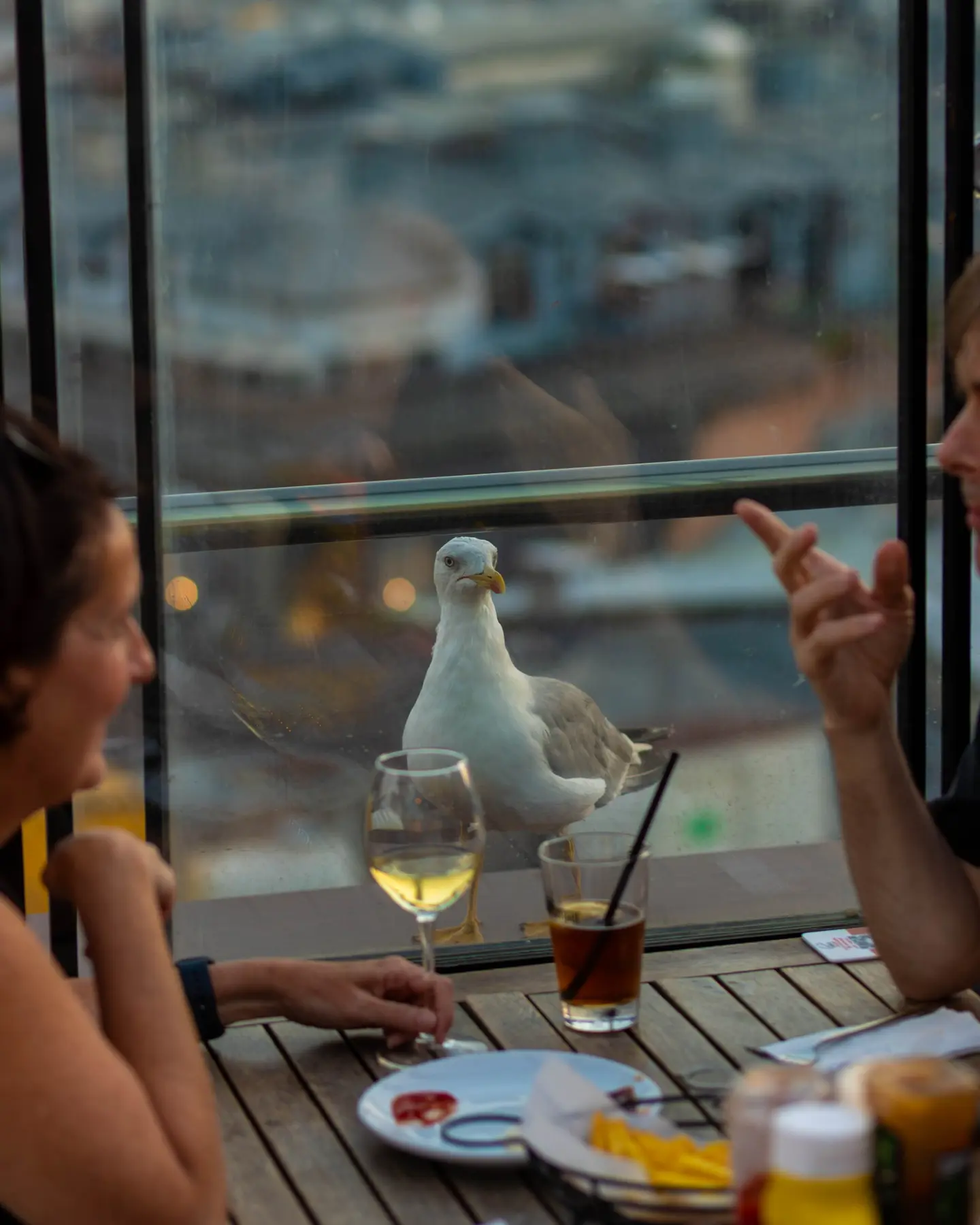 Balkon'un cam kenarında duran martı Şükrü